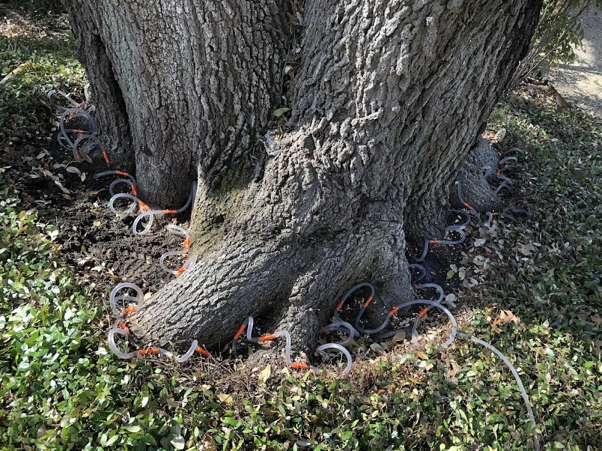 Detailed Tree Cabling and Bracing job site in Brooklet