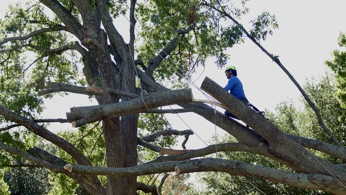 Professional Hazardous Tree Removal performed by certified arborists in Brooklet