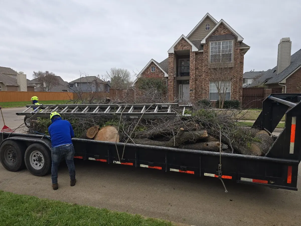 Expert Tree Fertilization with proper safety equipment in Brooklet